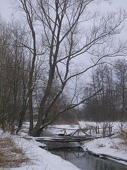 Kurówka River 04 Poland.JPG