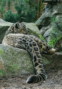 Leopard des neiges 14081.jpg