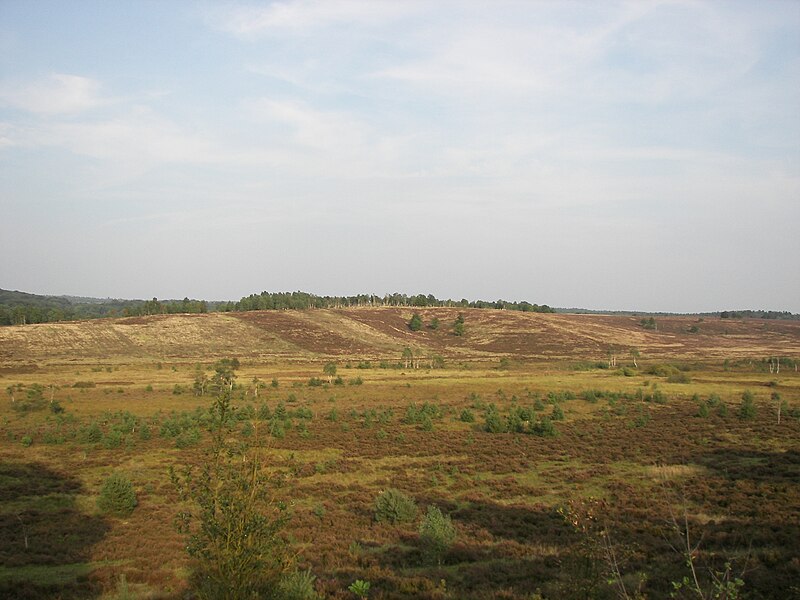 File:Lüneburger Heide 058.jpg