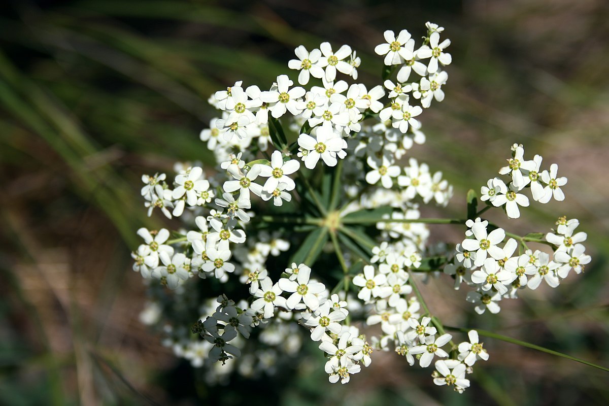 Euphorbia Corollata Wikipedia