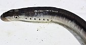 Pacific lamprey Lampetra tridentata 1.jpeg