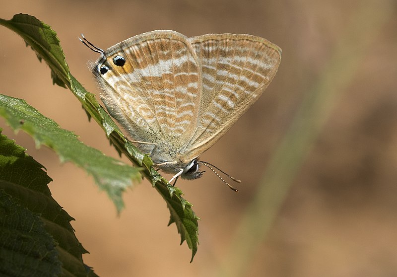 File:Lampides boeticus - Pea Blue, Giresun 2018-08-18 1.jpg