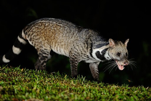 Large Indian Civet, Viverra zibetha in Kaeng Krachan national park