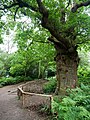 Large oak tree in Scadbury Park.