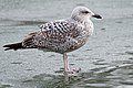 * Nomination European Herring Gull (Larus argentatus) in first winter plumage on a frozen pond of the Tuileries Gardens in Paris. By User:Jastrow --Tomer T 10:17, 25 November 2019 (UTC) * Promotion  Support Good quality. --GRDN711 17:45, 25 November 2019 (UTC)