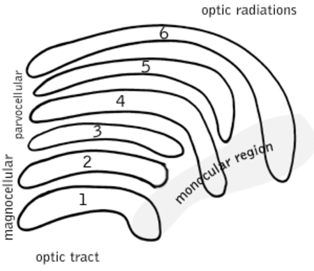 ไฟล์:Lateral geniculate nucleus.png