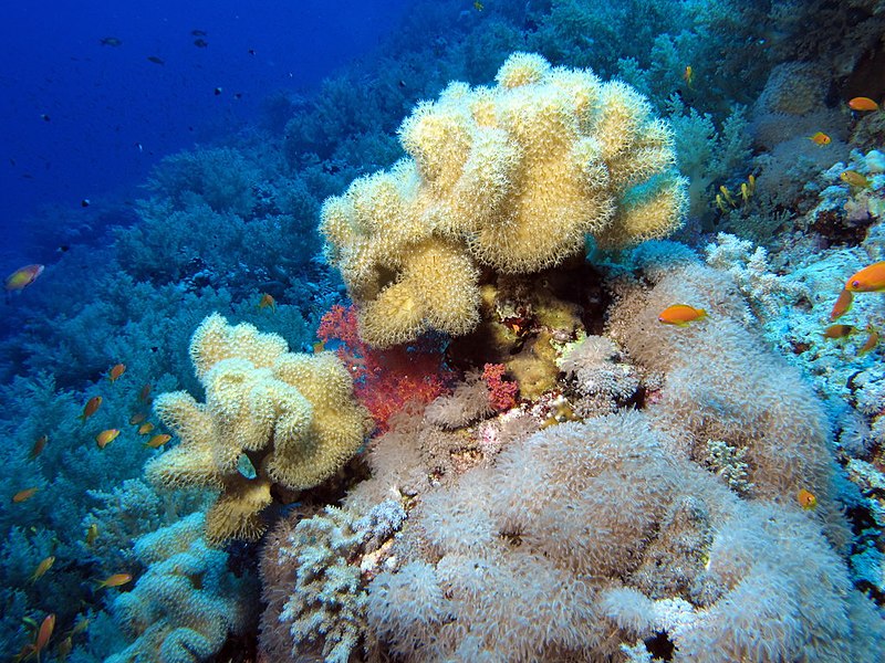 File:Leathery soft corals in a soft coral garden (6163697266).jpg