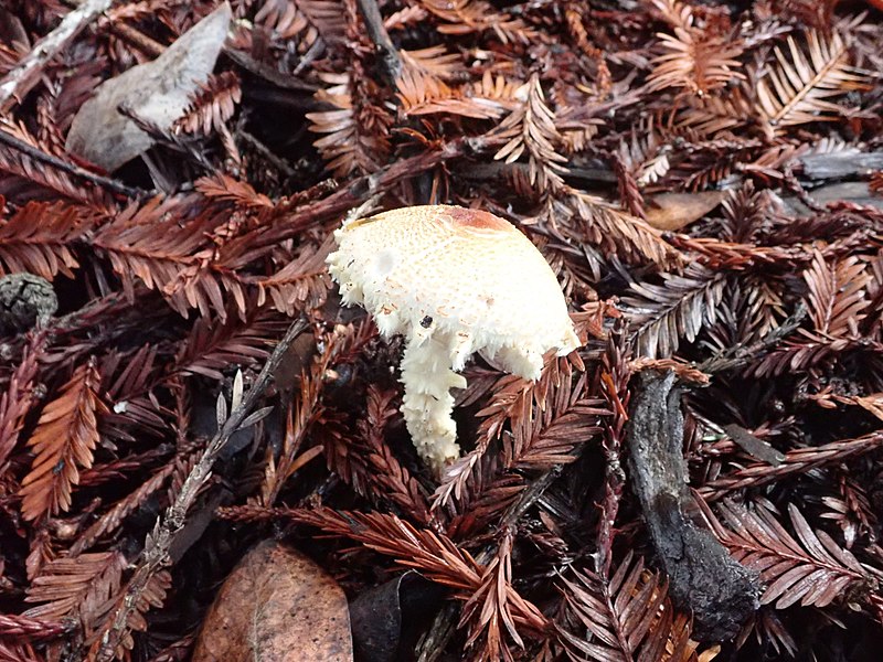 File:Lepiota magnispora 30484204.jpg