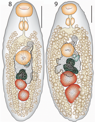 <i>Lepotrema acanthochromidis</i> Species of fluke