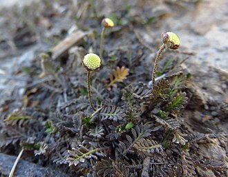 L. filiformis discovered growing in the Clarence River Valley in 2015 Leptinella-in-bud.jpg