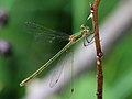 Lestes sponsa (Hansemann, 1823)