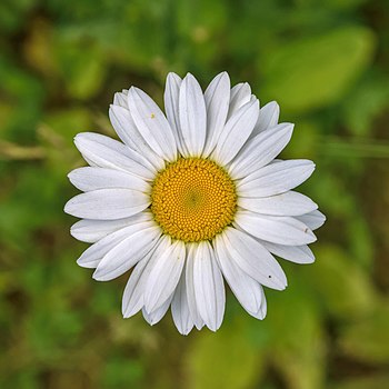 Ox-eye daisy