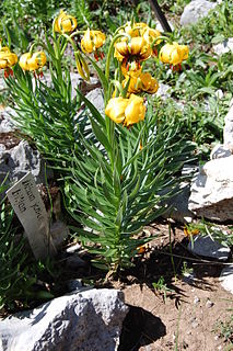 <i>Lilium bosniacum</i> species of plant