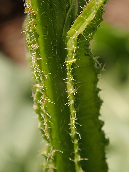 File:Limonium sinuatum 2021-06-11 8733.jpg