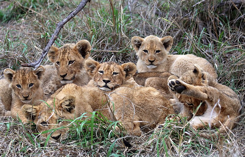 File:Lion cubs (51715819739).jpg