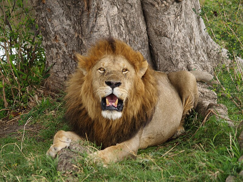 File:Lion in masai mara.jpg