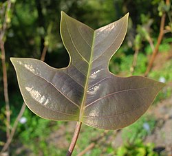 éµææ¥¸ ï¼L. chinenseï¼çæ¨¹è