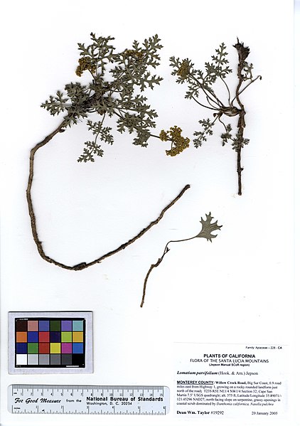 File:Lomatium parvifolium (5574056719).jpg