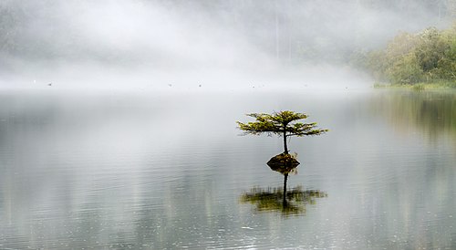 Lonely tree at Fairy lake. Vancouver island, BC, Canada.