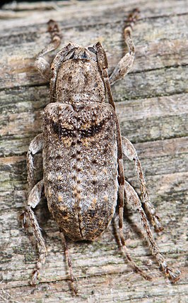 Ecyrus dasycerus