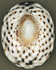 Lottia yamaicensis (Yamayka limpet) (San-Salvador oroli, Bagama orollari) 1 (16003639000) .jpg