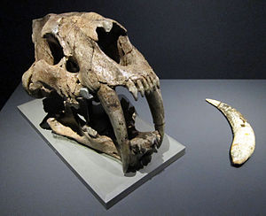 Smilodon: Description, Distribution et habitat, Taxonomie