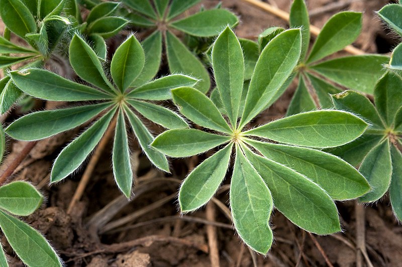 File:Lupinus kingii - Flickr - aspidoscelis (2).jpg