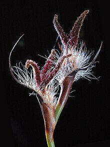 Lyginia barbata (زن) - Flickr - Kevin Thiele.jpg