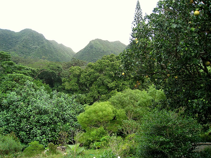 File:Lyon Arboretum, Oahu, Hawaii - trees.jpg