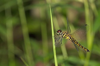 Little Bloodtail Lyriothemis acigastra female