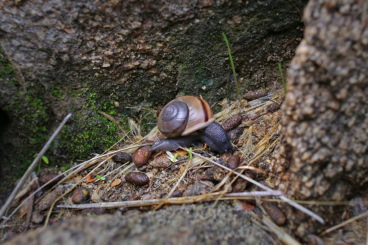 Morongo desert snail - Wikipedia