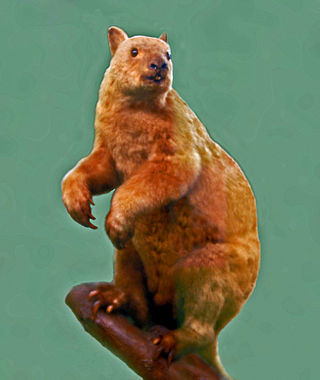 <span class="mw-page-title-main">Doria's tree-kangaroo</span> Species of marsupial