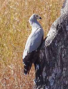 Madagascar harrier-hawk 3.jpg