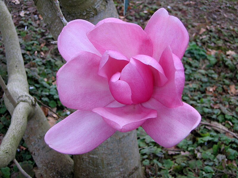 File:Magnolia campbellii Parc floral Paris.jpg