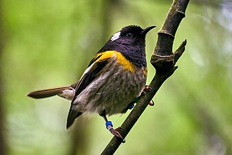 Male stitchbird (hihi)