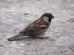 Passer domesticus - Домовый воробей