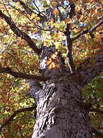 Mammoth Cave National Park OAKTREE.jpg