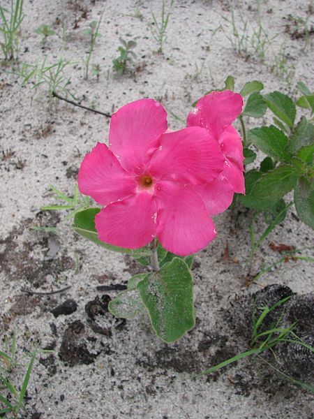 File:Mandevilla illustris (2).jpg