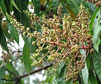 Penyerbukan antara bunga mangga arum manis dengan bunga mangga gadung merupakan jenis penyerbukan