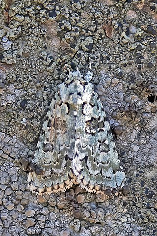 <span class="mw-page-title-main">Marbled green</span> Species of moth