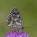 * Nomination Marbled white (Melanargia galathea) form procida male --Charlesjsharp 10:03, 26 July 2022 (UTC) * Promotion  Support Good quality. --Terragio67 10:37, 26 July 2022 (UTC)