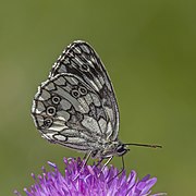 Melanargia galathea (Marbled white) male form procida underside