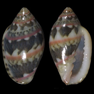 <i>Marginella liparozona</i> Species of gastropod