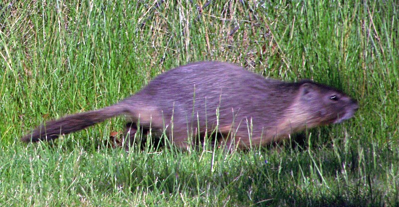 File:Marmot Washington State.JPG