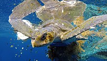 Olive ridley entangled in a ghost net within the Maldives Mart new.jpg