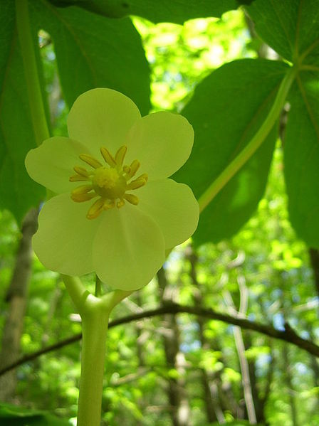 File:Mayapple part 2.jpg