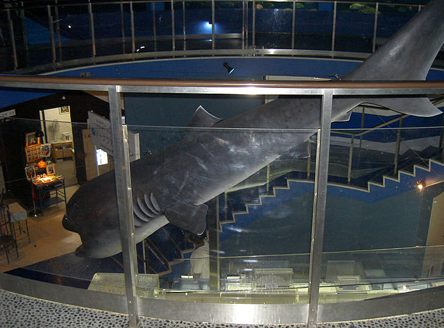 https://upload.wikimedia.org/wikipedia/commons/thumb/f/f8/Mega_mouth_shark_specimen.jpg/640px-Mega_mouth_shark_specimen.jpg