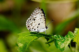 <i>Megisba malaya</i> Species of butterfly