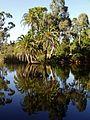 Ornamental Lake