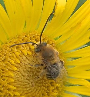 <i>Melissodes</i> Genus of bees